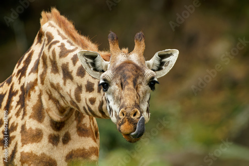 Fototapeta Naklejka Na Ścianę i Meble -  Masaai Giraffe - Giraffa tippelskirchi also Maasai or Kilimanjaro giraffe, largest giraffe, native to East Africa, Kenya and Tanzania, distinctive irregular jagged, star-like blotches.