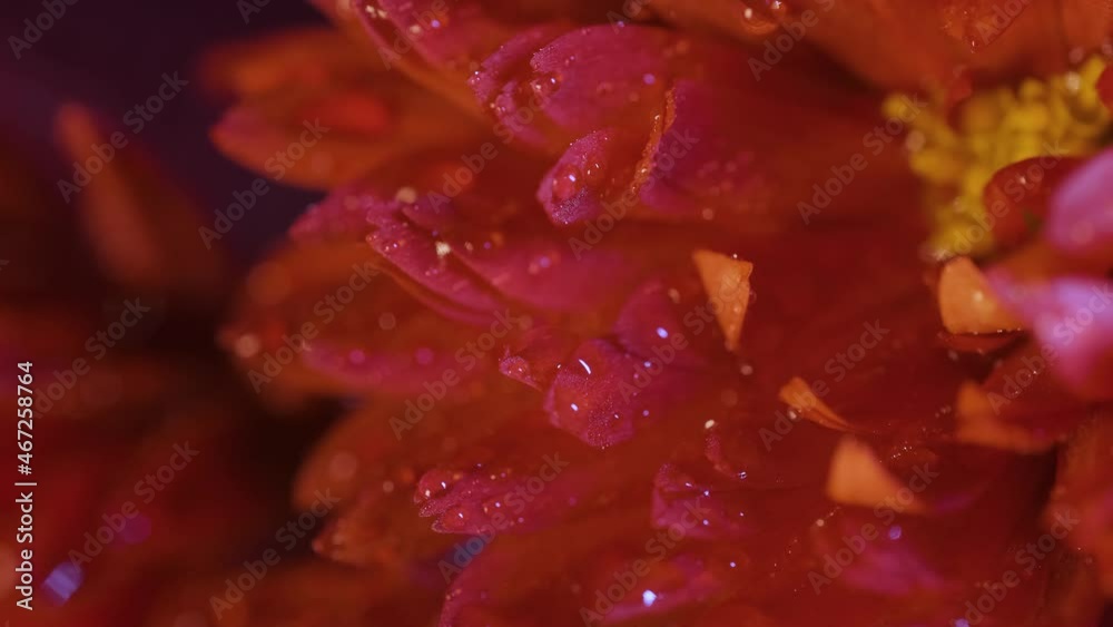 Beautiful colorful flower covered with dew. Flower after rain in water drops . Close-up macro shot. 4K UHD video Beautiful colorful flower covered with dew. Flower after rain in water drops . Close-up macro shot. 4K UHD video