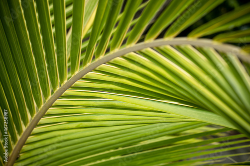 palm leaf background