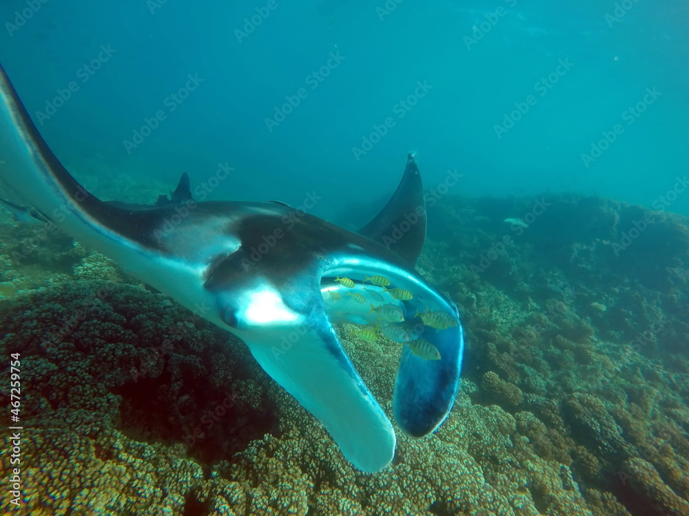 Fototapeta premium Manta ray on a reef in Fiji
