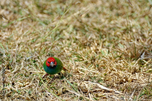 Fiji parrotfinch (Erythrura pealii) in the grass, in Fiji photo