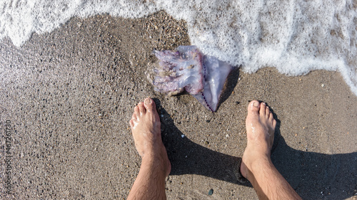 Feet of a person looking at (Rhopilema nomadica) jellyfish at the beach, It has vermicular filaments with venomous stinging cells that cause painful injuries to people, Jellyfish sting concept image. photo