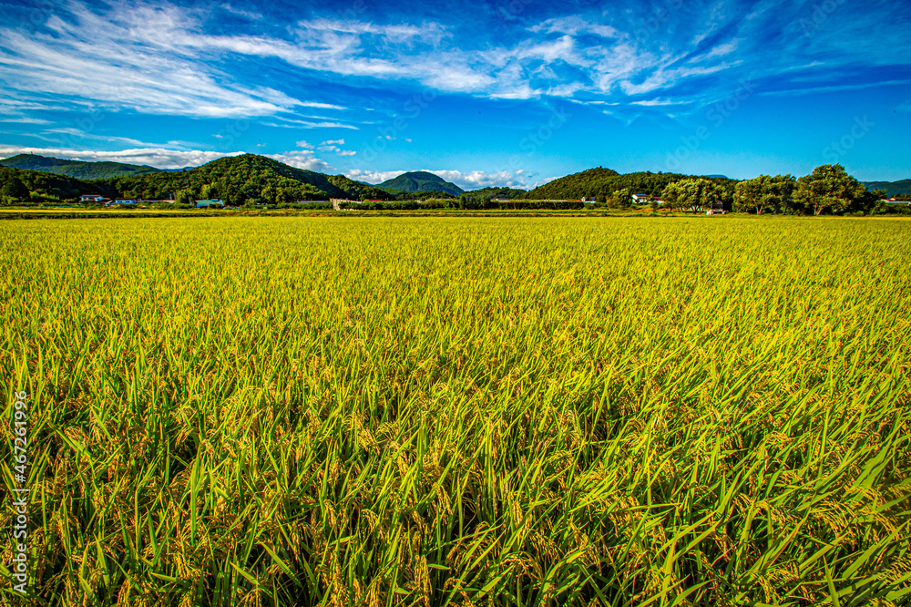 Japanese rice field landscape Japanese rice field landscape