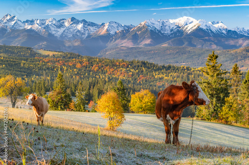 Cows on pasture, Tatra mountains panorama, colorful autumn view from Lapszanka pass, Poland and Slovakia