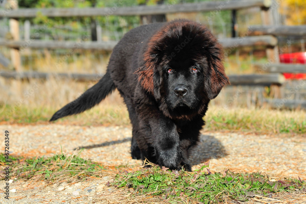 Black colored red highlight fur of Newfoundland Puppy taking walk on country road Black colored red highlight fur of Newfoundland Puppy taking walk on country road
