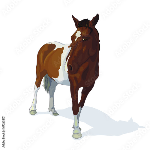 Vector illustration of a spotted horse, isolated image on a white background. EPS 10 © Юяшка