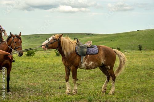 A brown horse is resting in a field. A bay mare with a saddle on her back. Day. Sunny. Russia.