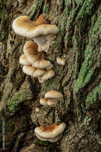 FUNGI GROWING ON OLD DEAD TREE