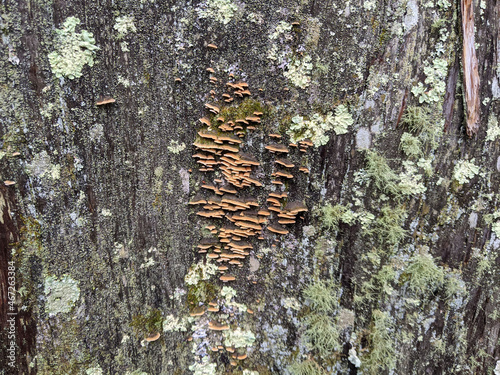 写真素材：樹齢の長い大木の樹皮に苔1
 photo