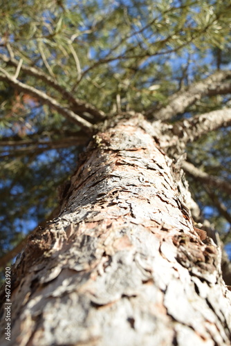 upwards angle of a tree