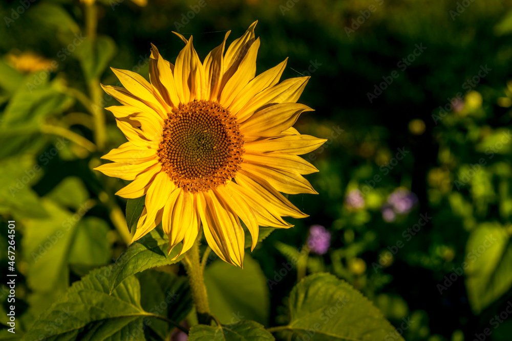 Culture de tournesol