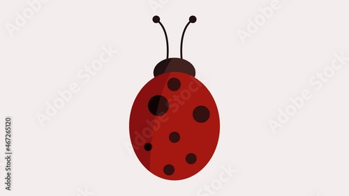 ladybug