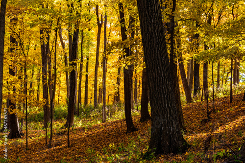 autumn forest in the morning