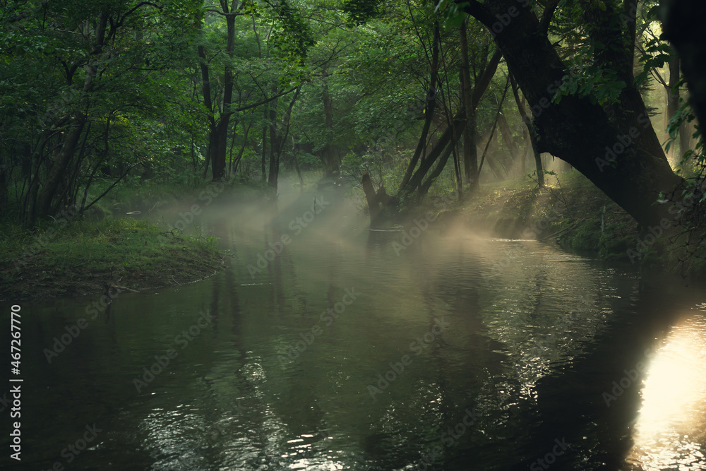 朝靄の川