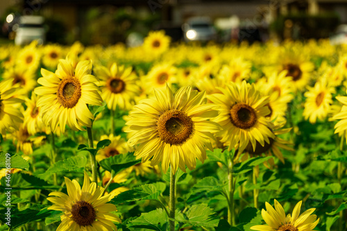 Sunflower field in Miyazaki Japan at the beginning of autumn.