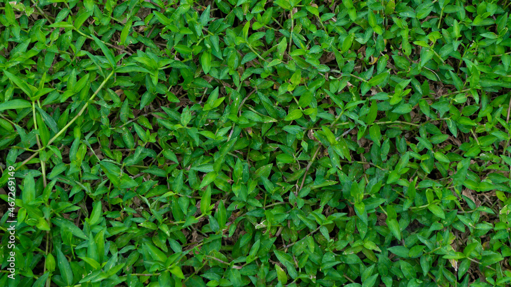 Natural green grass, the image is suitable for use as a background, wallpaper or graphic resource Natural green grass, the image is suitable for use as a background, wallpaper or graphic resource