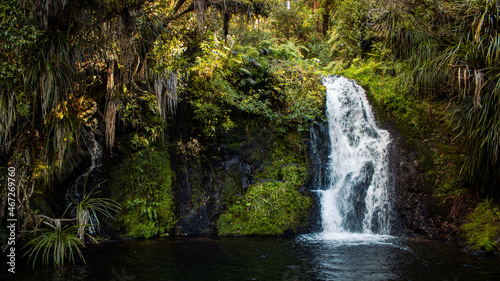 New Zealand native wonders.