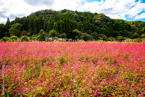 Wallpaper Mural 院内の赤ソバ Torontodigital.ca