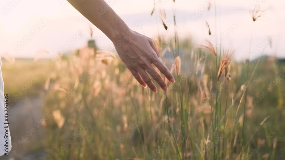 Hand of young woman tenderly holds grass flower with butterfly summer sunset slow motion slide back. Slow motion view of field of large blooming of grass flower. Aromatherapy freedom felling 4k