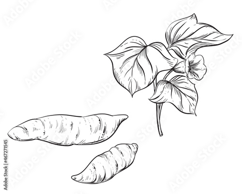 Hand drawn sketch black and white of tuber, yam, leaf, sweet potato plant. Vector illustration. Elements in graphic style label, card, sticker, menu, package. Engraved style illustration.