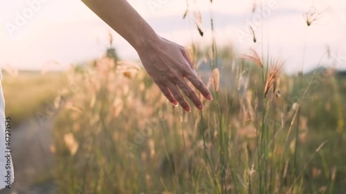 Hand of young woman tenderly holds grass flower with butterfly summer sunset slow motion slide back. Slow motion view of field of large blooming of grass flower. Aromatherapy freedom felling 4k