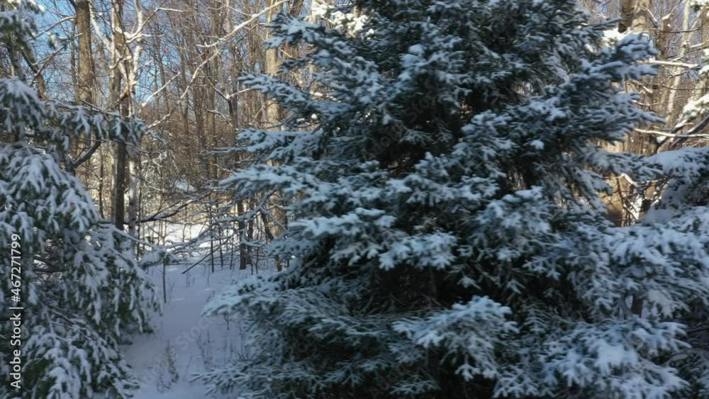 Low angle drone video moving slowly towards fir tree covered of fresly fallen white snow in the first days of winter Low angle drone video moving slowly towards fir tree covered of fresly fallen white snow in the first days of winter