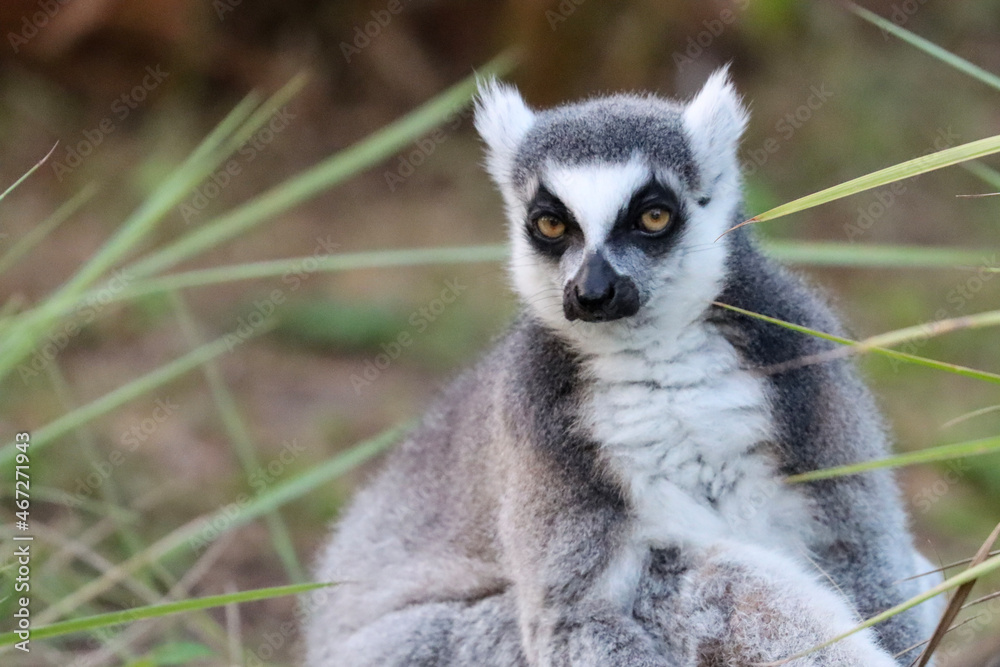 Obraz premium ring tailed lemur