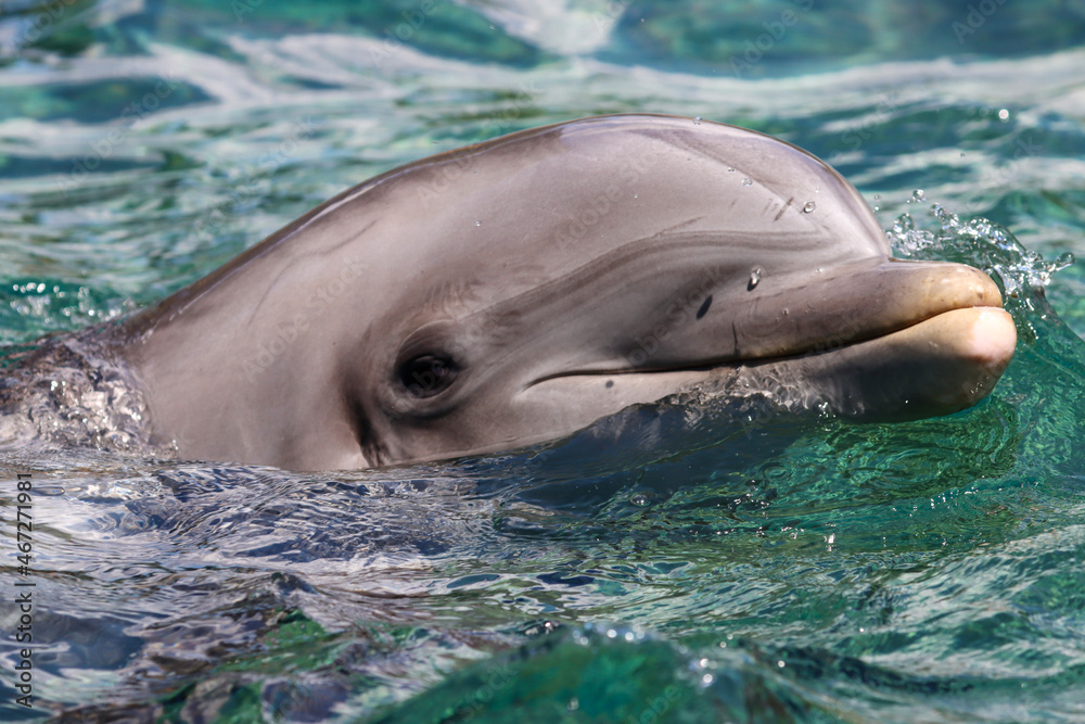 Obraz premium Close-up Dolphin Head