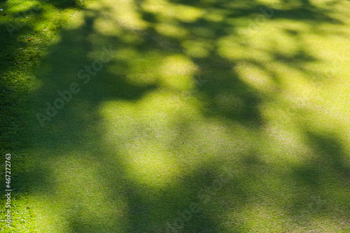 Golf course, shadows from trees on the grass. Green grass. Background. High quality photo