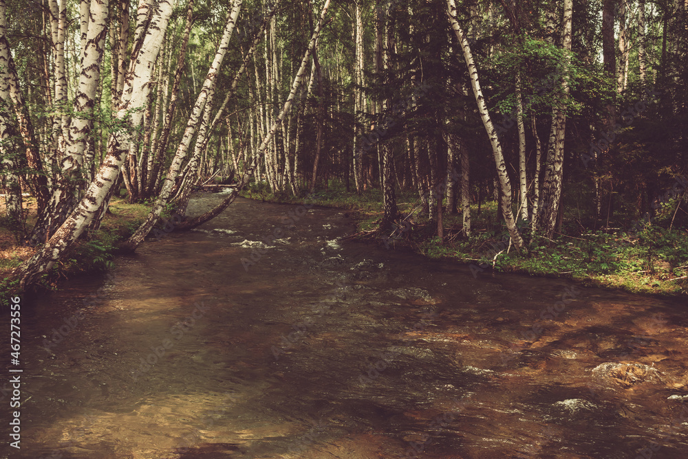 Fototapeta premium Monochrome landscape with small river in birch grove. Atmospheric forest scenery with mountain river with transparent water and stony bottom in sepia tones. Clear water in beautiful mountain brook.