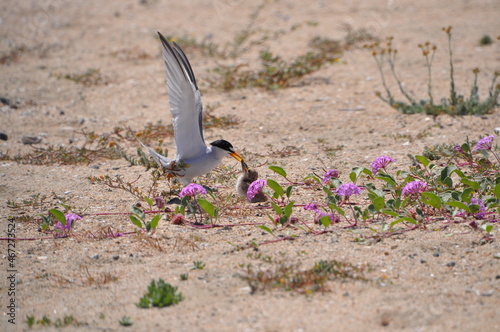 California least tern feeding a baby bird during breeding season