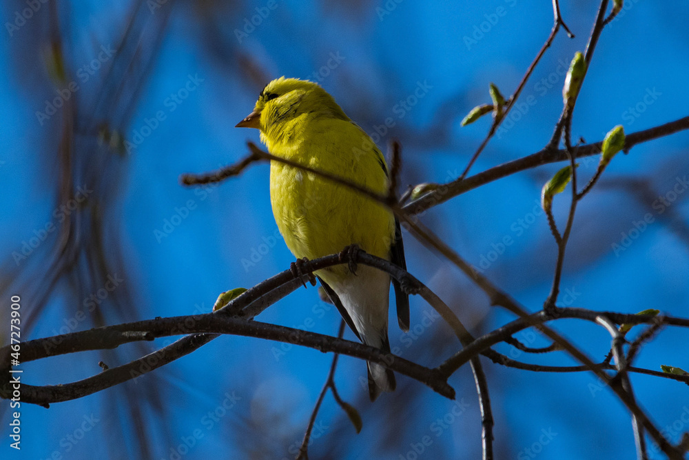 Fototapeta premium American Goldfinch