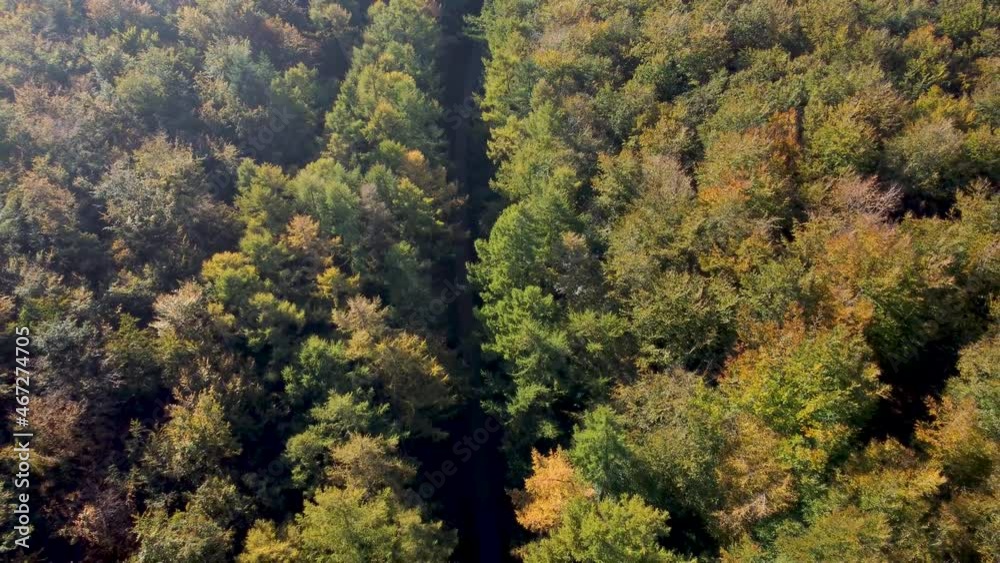 Dolly Backward over a forest with autumn colours and pathway. Dolly Backward over a forest with autumn colours and pathway.