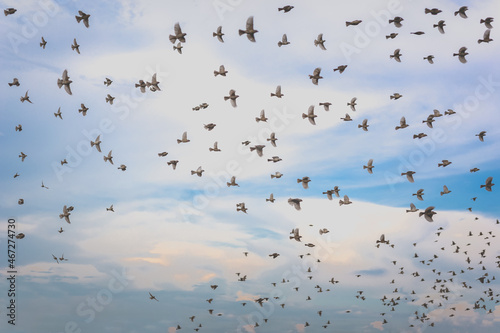 Group of sparrow birds flying over blue sky.