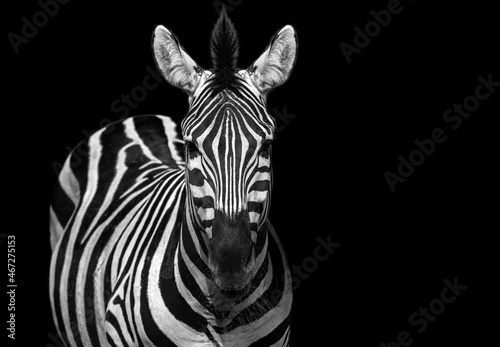 Zebra black and white portrait. African wild animal looking to the camera. Zebra shallow depth of field eyes in focus. Home interior poster or painting canvas design template. Funny zebra face