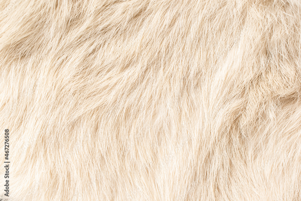 Fluffy Beige Fur Texture Close-up Use Beautiful Abstract Background Design Fluffy Beige Fur Texture Close-up Use Beautiful Abstract Background Design