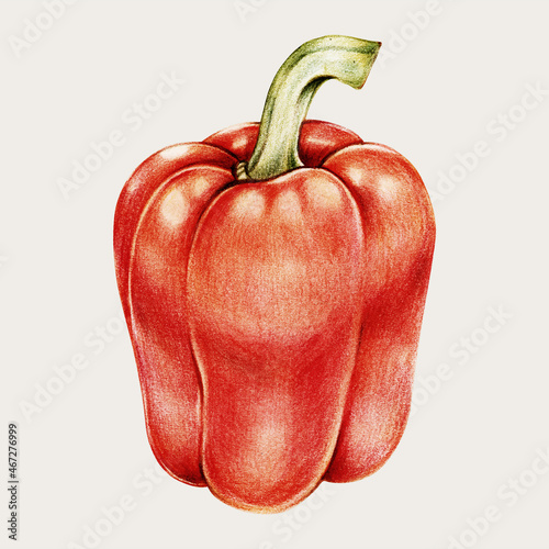 Red bell pepper vintage vecator hand-drawn