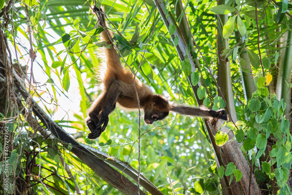 Naklejka premium Tortuguero Treasures: Playful spider monkeys swing through the treetops, adding charm to Costa Rica's vibrant Tortuguero National Park.