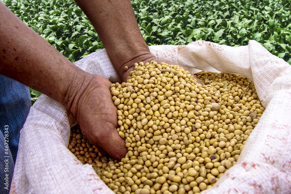 383 Bag Soybeans Stock Photos - Free & Royalty-Free Stock Photos from  Dreamstime