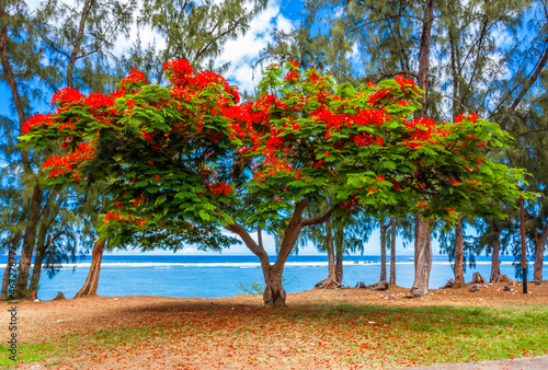 Flamboyant sur plage de Saint-Leu, île de La Réunion 