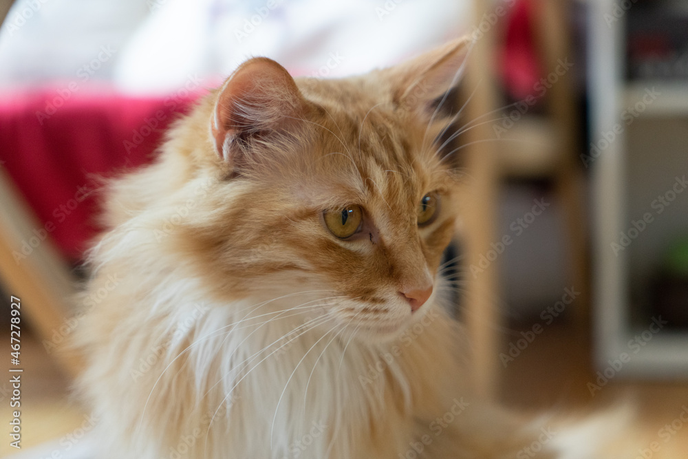 Maine Coon cat face close-up