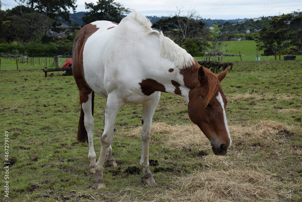 A horse scene in Rural Auckland, New Zealand