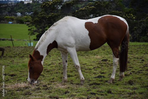 A horse scene in Rural Auckland  New Zealand