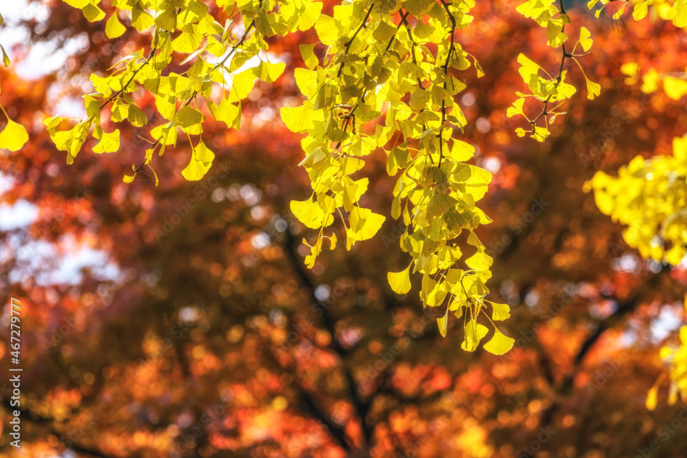 Gingko tree autumn foliage Gingko tree autumn foliage