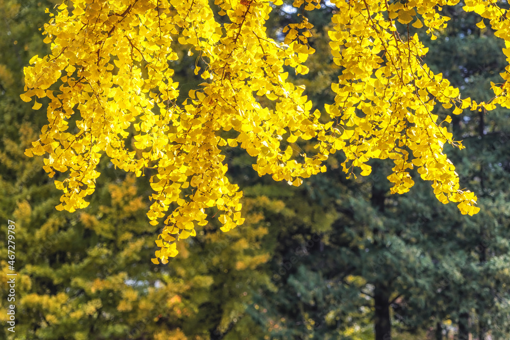 Gingko tree autumn foliage Gingko tree autumn foliage
