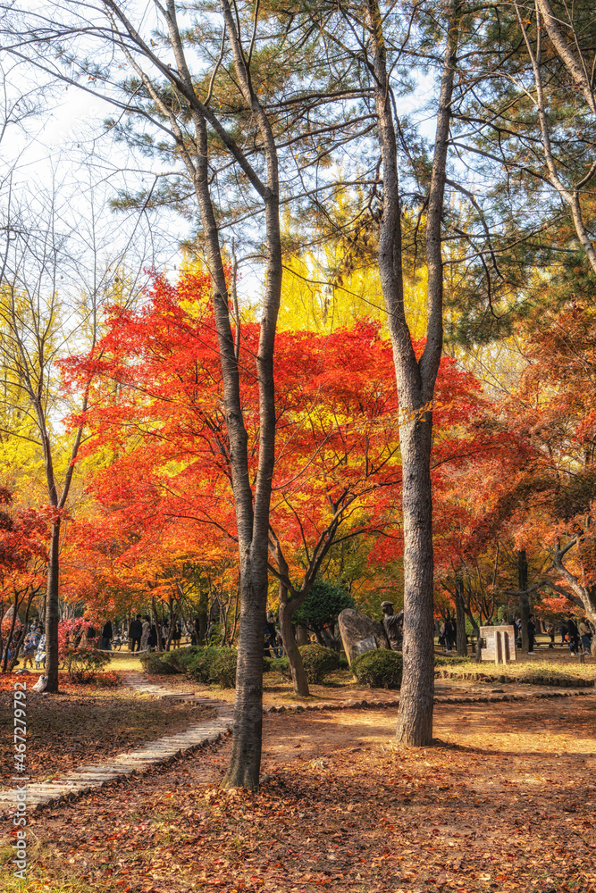 Small road in Nami Island