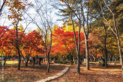 Small road in Nami Island