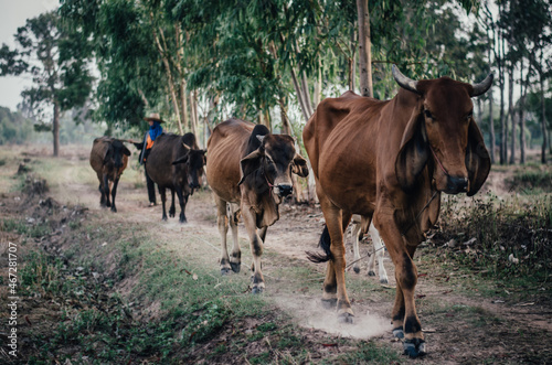 cows in a field © Narongrit