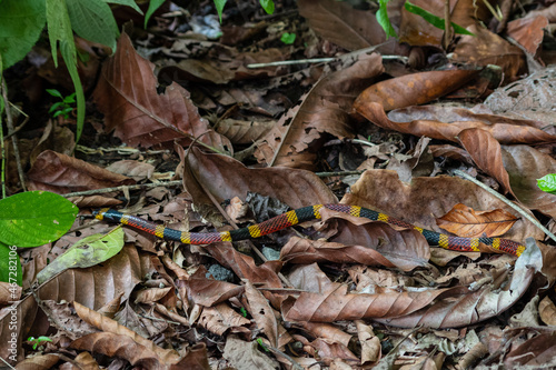 Serpentine Encounter: Amidst sloths in a Costa Rican park, nature unfolds its secrets as a vibrant coral snake gracefully crosses our path