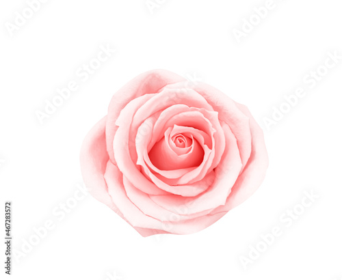 Fototapeta Naklejka Na Ścianę i Meble -  Rose pink with soft  petal patterns top view isolated on white background , clipping path